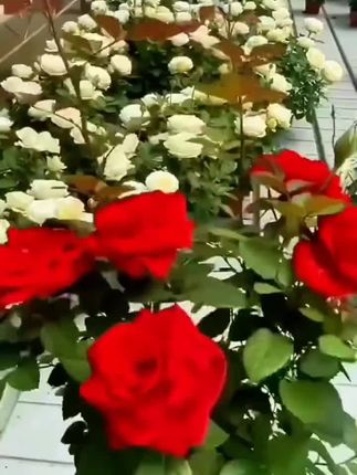 #爱生活爱养花 黑巴克玫瑰月季花盆栽老桩大苗丝绒暗红色四季开阳台庭院花卉绿植#好看的花一定要分享給你
