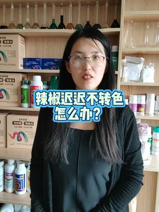 辣椒迟迟不转色,怎么办#农业种植技术 #辣椒种植 #农业种植 #抖音助农扶农 #辣椒转色