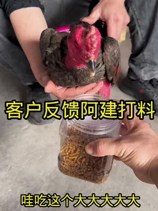 阿建斗鸡打料来自客户们一起的反馈#斗鸡文化 #斗鸡爱好者 #斗鸡养殖 #斗鸡 #斗鸡养殖技术