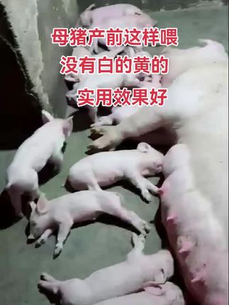 #养猪人加油干 #养猪人不容易 #自繁自养 #所有养猪人 #养猪人加油