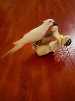#宠物鸟 #鹦鹉日常 #手养鹦鹉