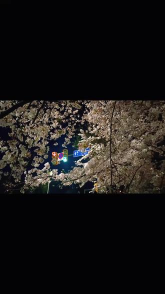 博山西外环的樱花已悄然绽放