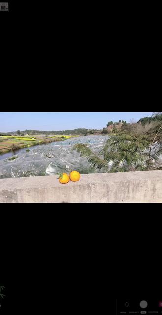 来点靠谱的嘛#三农 #助农 #耙耙柑