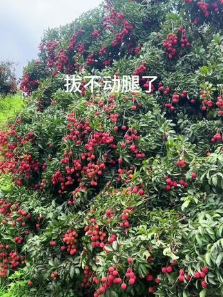 2025荔枝大丰收,荔枝自由,尝鲜的时候到了……#初夏是荔枝味的#荔枝熟了#源头好货#十万电商卖广东荔枝