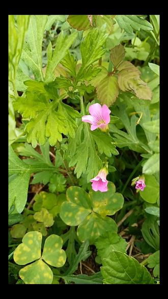 红色酢浆草#花花草草#一草一木#山林之草#