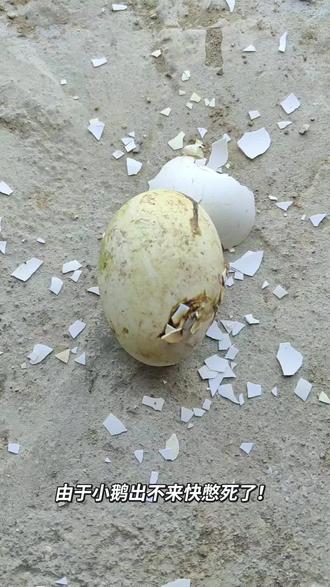 人工助产#小鹅 #鹅蛋 #原创视频#人工助产 #小鹅出壳全过程