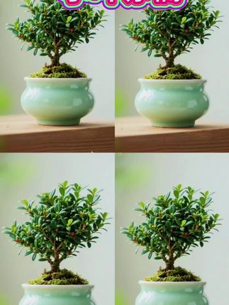 朋友们,好看又好养的小叶赤楠来了,喜欢的可安排了#适合室内摆放的花卉盆栽推荐 #爱生活爱养花 #盆栽绿植 #赤楠盆景 #园艺