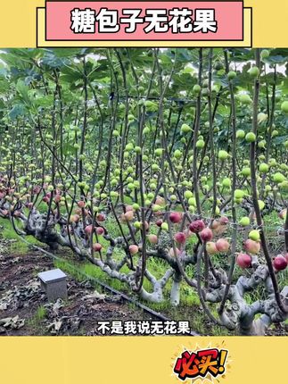软糯香甜,颗颗流蜜#好吃到停不下来 #无花果 #快来一起尝个鲜 #新鲜采摘 #强烈推荐