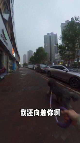 今天办个小狗证 #狗证 #狗证办理 #小狗打针 #巨贵犬