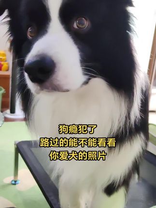 狗瘾犯了,狗瘾犯了😍#边牧#萌宠出道计划 #狗狗#800个心眼子#不养狗不知道养狗的乐趣