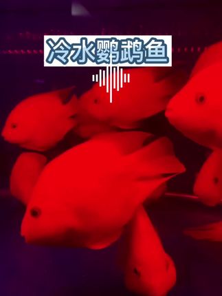 冷水鹦鹉鱼,无需恒温设备,新手也能轻松养。红似火焰的鳞片泛着莹润光泽,游动时灵动如跃动的火苗,为鱼缸注入鲜活生命力。不用复杂照料,却能带来满缸热闹,是装点家居、治愈心情的优选水族伙伴#养鱼日记 #水族 #观赏鱼 #原创作品 #原创视频 @DOU+小助手 @抖加🔥上热门🔥dou+🔥热点宝