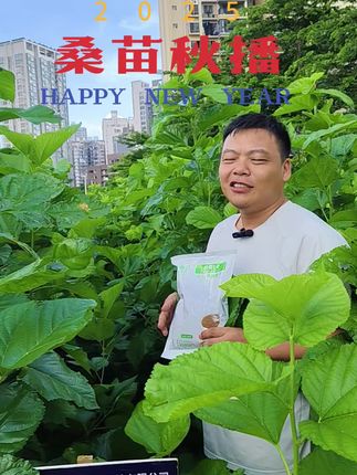 桑苗秋播开始了,计划明年种桑养蚕的朋友,要抓住机会低成本建桑园#种桑养蚕 #桑苗秋播从什么时候开始 #现在可以播桑苗吗