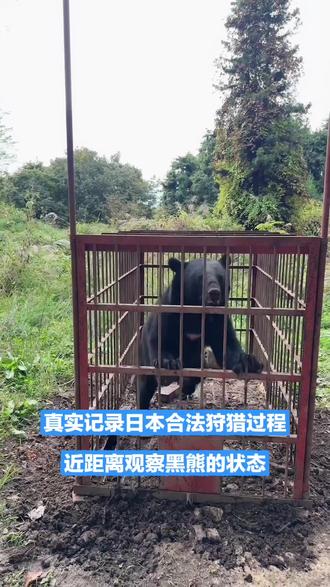 真实记录日本合法狩猎生活,应朋友们要求,发个前几天的库存