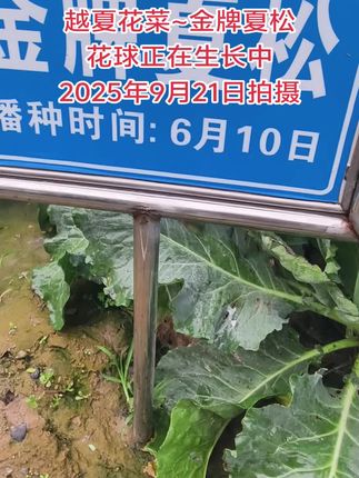 越夏花菜花球正在生长中 #抖音助农扶农 #蔬菜种子 #三农 #农业种植 #支持三农扶持三农发展
