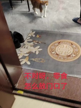 诱惑小猫出门 #萌宠 @有品财财