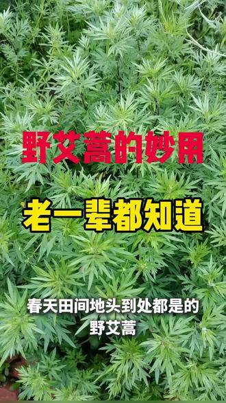 野艾蒿的妙用,老一辈都知道 田间常见的野艾蒿,很多人只当杂草。
老一辈流传下来的用法,温和又实用。
认识一株野草,多一份生活小智慧~#野艾蒿 #本草科普 #田间野草 #生活小妙招 #天然草本@抖音 @抖音小助手 @抖音创作者中心