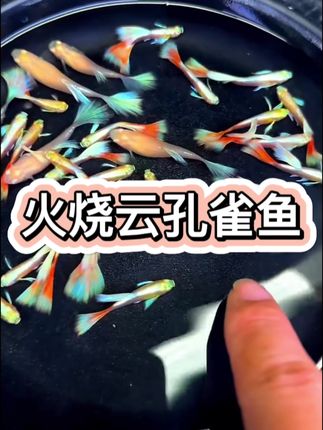 火烧云孔雀鱼#火烧云孔雀鱼