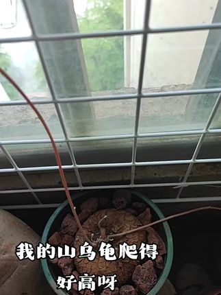 山乌龟又叫金不换,圆叶爬藤植物,好看好养#创作灵感 #阳台种植 #绿植盆栽 #生命的力量 #山乌龟