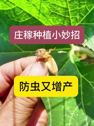 張家种植小妙招,防虫又增产#红薯 #花生 #蔬菜#农业种植 #病虫害防治