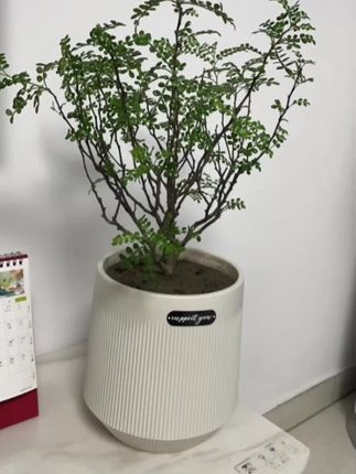 花盆 喜欢养花的这款塑料花盆养花漂亮实用#花盆#盆栽#绿植#养花#爱生活爱养花