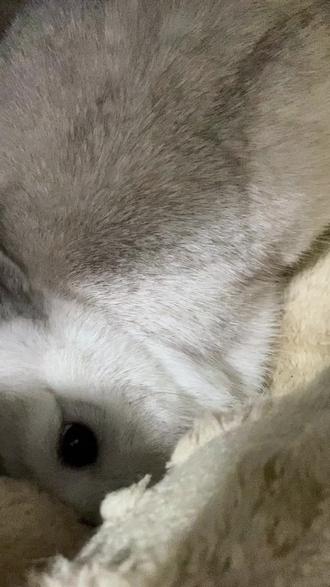 汤圆超爱我给它做的窝😁
#兔子🐰 #宠物兔#萌宠