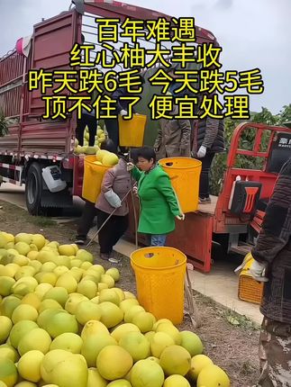 红心蜜柚大丰收了 #红心蜜柚成熟了 #红心蜜柚大量上市 #现摘现发新鲜到家 #新鲜应季水果#优质农产品