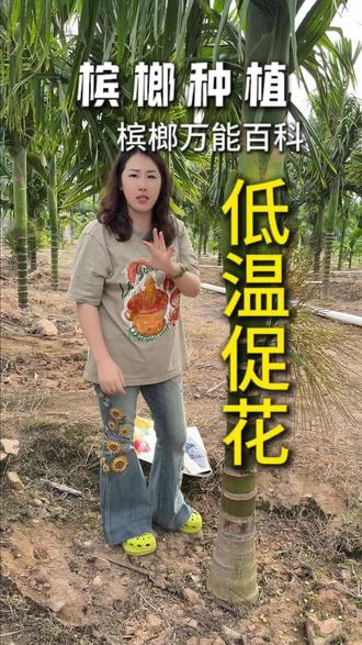 槟榔万能百科,低温促花,来年你的花苞更大#槟榔种植 #槟榔管理 #农业种植 #艾玫拉#促花
