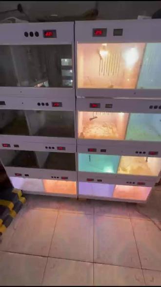 鬃狮蜥认主人吗#鬃狮蜥 #鬃狮蜥日常