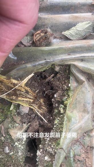 早春种西瓜,黑头蛆千万别忽视,根一被啃,苗蔫果小甚至死棵,苗期中招直接影响一茬收成,今年暖冬是诱发黑头蛆的根源,棚温15℃以上,土壤里越冬的黑头蛆蛹就开始羽化成虫,种蝇最爱往西瓜苗根际的湿土缝、还有施了未腐熟粪肥的瓜垄里产卵,3-5天就孵出幼虫,直接钻咬西瓜幼根和茎基部,嫩根被咬烂,水肥吸不上来,苗直接萎蔫,还容易诱发根腐病、软腐病,补苗都赶不上趟!
西瓜苗期正是黑头蛆早春危害关键期,记住早春防控核心:整地时做好土壤处理,底肥一定要充分腐熟,定植后盯紧根际土壤,发现成虫及时防治,从源头掐住黑头蛆,西瓜苗才能扎稳根、长得壮!#抖音助农#三农种植 #西瓜种植管理#黑头蛆防治方法