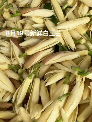 8月19号新鲜采摘白玉兰有少量带壳的哟#白玉兰#黄果兰#缅桂花#黄角兰#玉兰花开