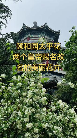 北京旅游#颐和园#画中游太平花山色湖光共一楼#历史上少有的两位皇帝亲自赐名、改名的花卉太平花#讲述新老北京的故事