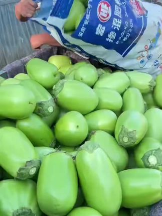 河南农家现摘青茄子,你有吃过这个青茄子吗?这个茄子肉质细腻,不管是生吃,烤着吃还是炒菜吃都好吃#口感特别好 #新鲜采摘 #青茄子 #三农