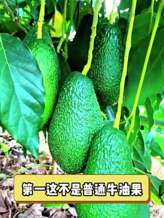 很好吃的牛油果,可以给宝宝加辅食#牛油果 #新鲜应季水果 #牛油果的最佳吃法 #牛油果辅食 #牛油果辅食做法
