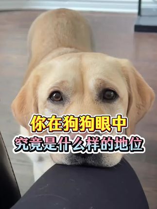 你在狗狗眼中究竟是什么样的地位?#养狗经验分享#新手养狗#科学养宠攻略#养狗小知识#养宠知识