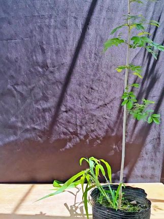园艺盆栽植物造型辅助固定铝丝#盆景 #盆景制作 #盆景造型 #盆景铝线