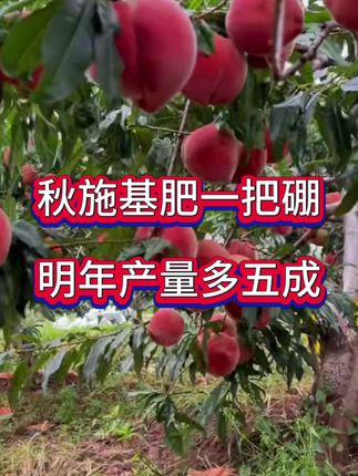#果树管理#果树施肥#果园管理#果树高产#桃树种植
