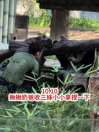 10.10 揪揪奶爸收猫 三妹翻个白眼小小拿捏一下,三妹:咦!这谁呀 算了这人没记在小本本里#国宝大熊猫 #来这吸熊猫 #重庆动物园 #大熊猫奇三妹 #也太可爱了吧