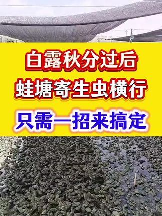 #牛蛙养殖#牛蛙#蝌蚪#石蛙#蟾蜍