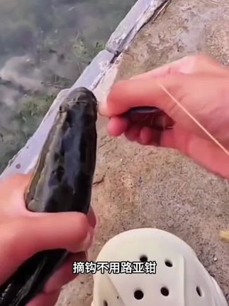 #钓鱼 #路亚钳 #控鱼器