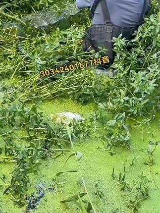 #擒鳝王 #抓黄鳝 #爆笼饵料