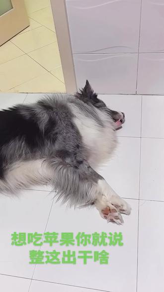 #狗狗 #边牧日常 边牧是边牧 狗是狗,这话一点都不假,一肚子心眼儿😄