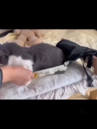 #宠物包