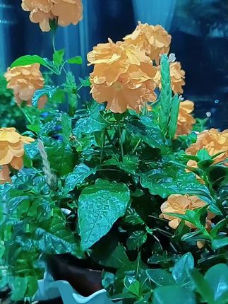 给大家推荐一款今年夏天的新品种,夏日爆款机器鸟尾花,因为它单朵花瓣呢,看起来很像麻雀的尾巴。由此得名,同时它也是一个叶对生,花对生的植物,所以又叫好事成双。每次开花都是一对一对的开,开花很有特点,花苞像麦穗的形状,花期特别长。从初夏一直可以开到深秋,他对阳光的适应力很强,半日照全日照的阳光都可以养,但是呢,他比较怕冷,冬天对于零度的地区都要拿回家来养哦。#家庭养花 #养花日常