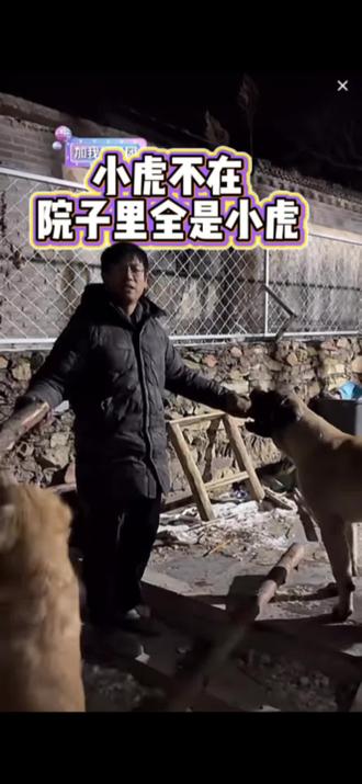 小虎不在,院子里就全是小虎 胖宝宝看家护院,小虎不在,蒜皮和小宝就变成小虎了,小宝真的好乖啊~好孩子寻寻觅觅找宝藏~最后豆豆想逃跑,被拦下来了哈哈哈哈#骏良 #骏良直播 #德牧 #平凡养猪人 #狗子