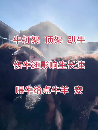 牛羊安镇静安神很好改善牛打架顶架问题 #育肥牛打架 #牛打架 #牛顶架 #牛羊安