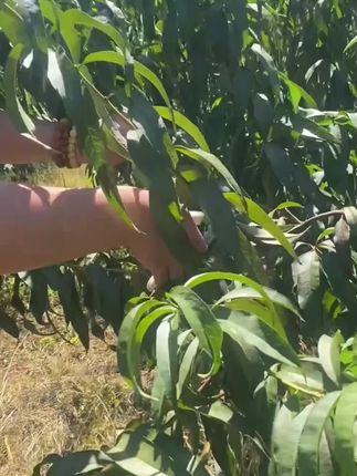 打工人把好运随身携带 感觉做什么都变顺了呢 #好物推荐 #桃木枝#好寓意 #亲测分享#顺利