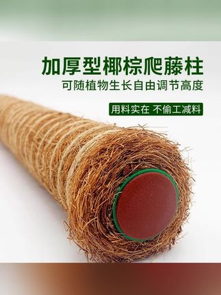 #椰棕棒 郝邵文推荐龟背竹支撑杆绿箩攀爬柱椰棕棒绿萝固定架植物#攀爬柱 #椰棕棒 #固定植物 #龟背竹支撑杆