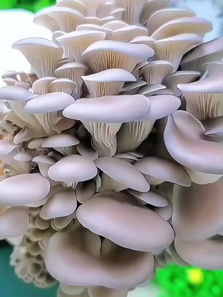 在家也能自己种蘑菇了#如何在家种蘑菇 无需其他管理,只要每天浇浇水就可以#蘑菇菌包 #在家种蘑菇 #蘑菇 #种植
