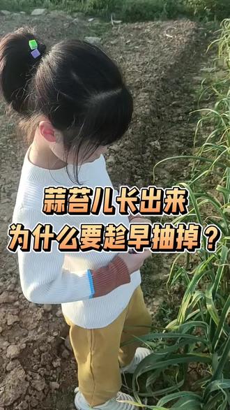 大蒜苔儿长出来为什么要尽快抽掉?#大蒜 #大蒜种植 #大蒜行情