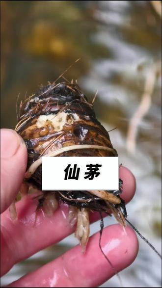 千斤乳石不如一斤仙茅,发现一大片仙茅#仙茅 #仙茅根 #仙茅中药材 #婆罗门参 #野生药材